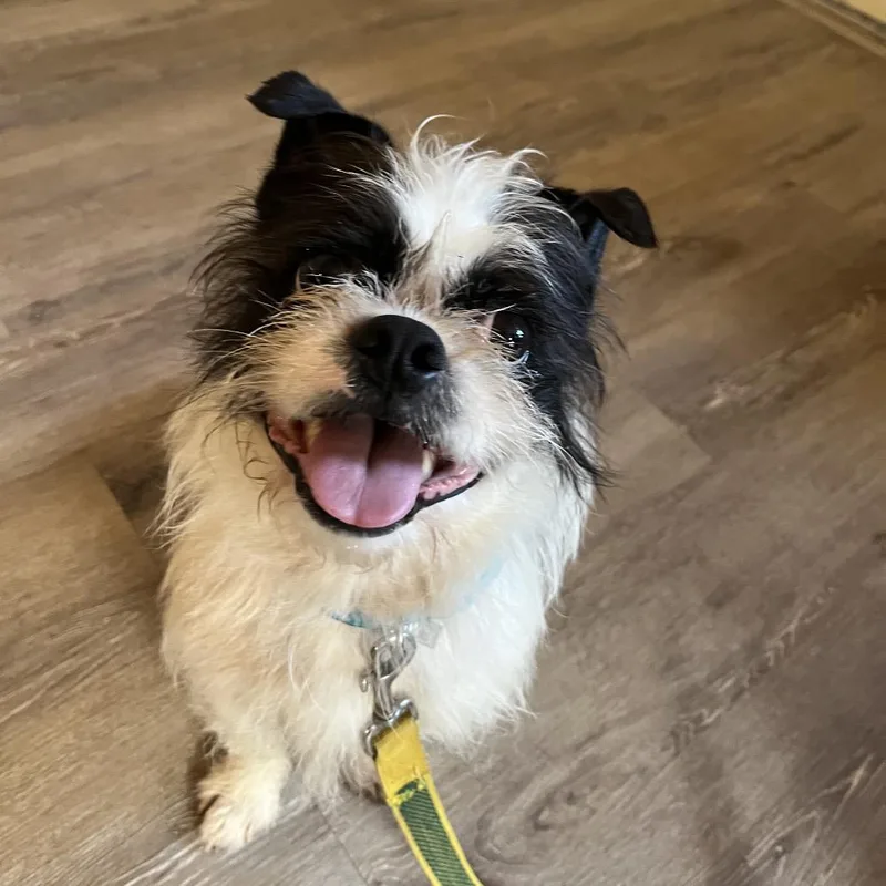 An adult small-sized male White / Cream Mixed Breed dog named Freddy for adoption in Hamilton, GA