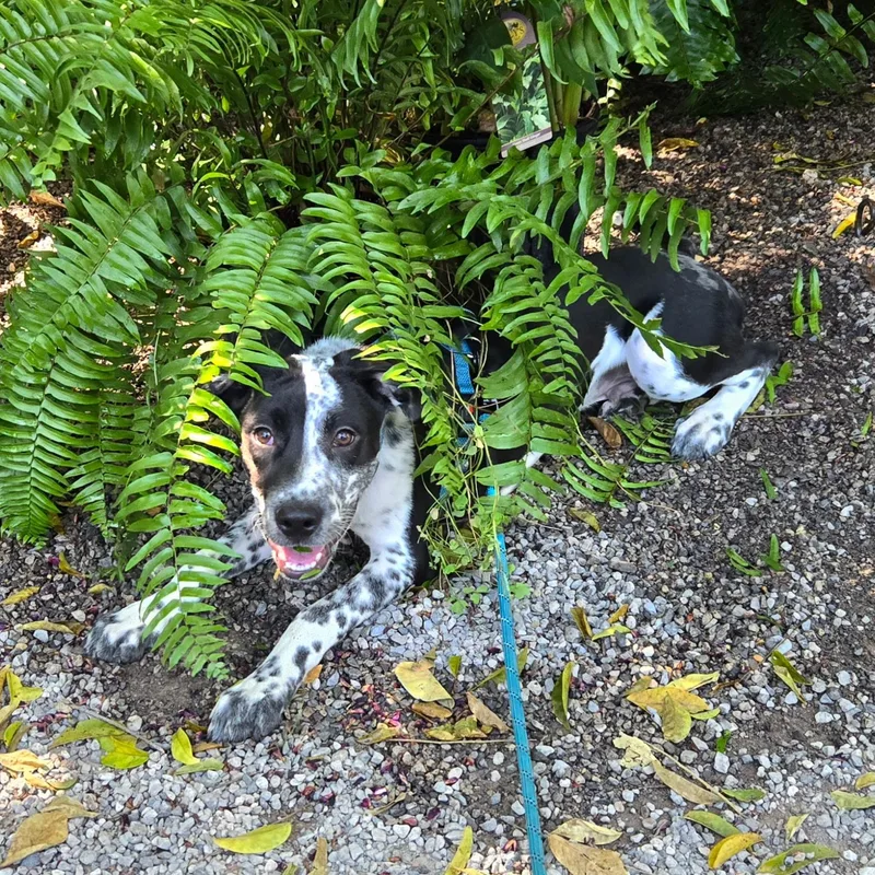 A baby medium-sized male Hound dog named Wyle for adoption in New Orleans, LA