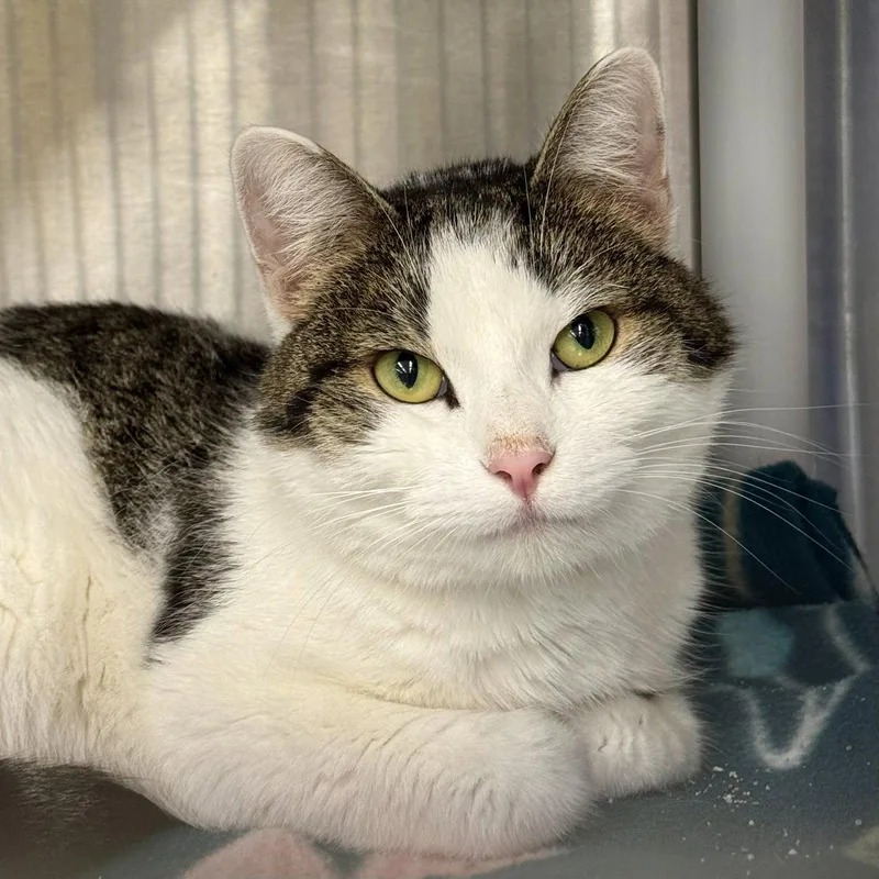 An adult medium-sized female Domestic Short Hair cat named Maisie for adoption in Winchendon, MA