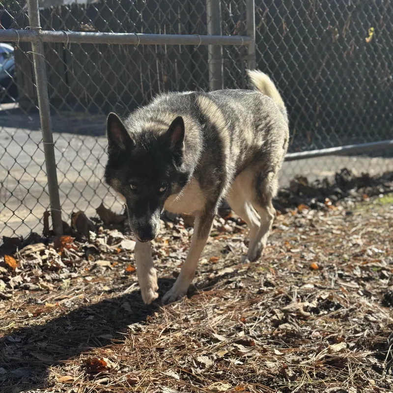 Penelope thumbnail 2