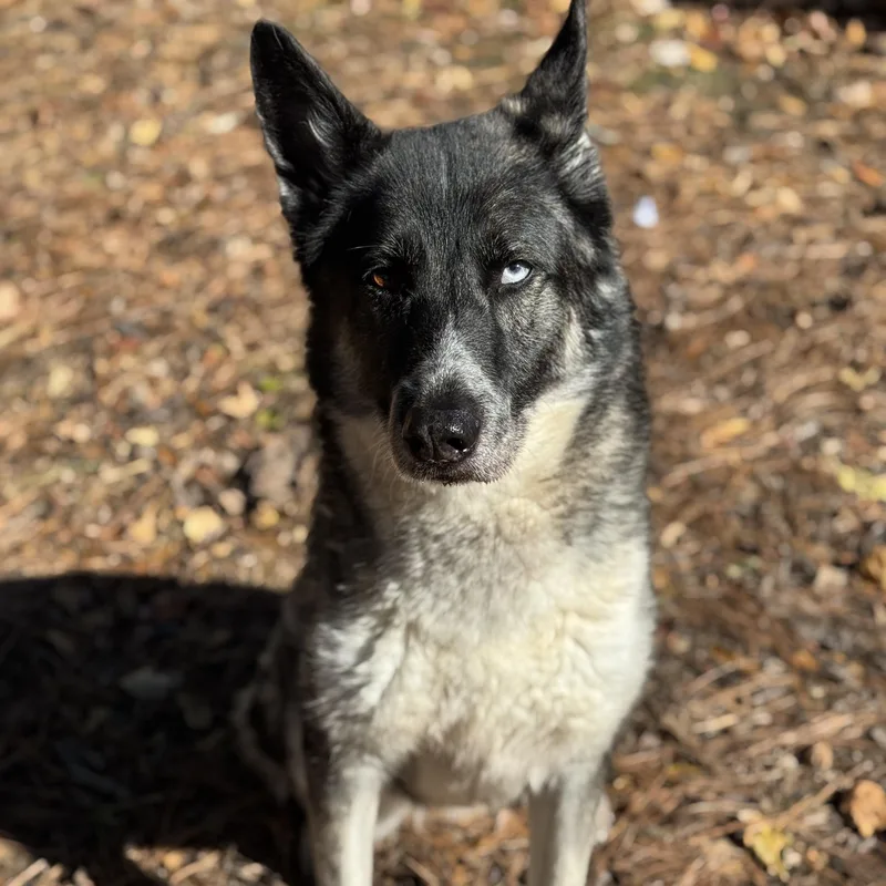 Penelope thumbnail 3