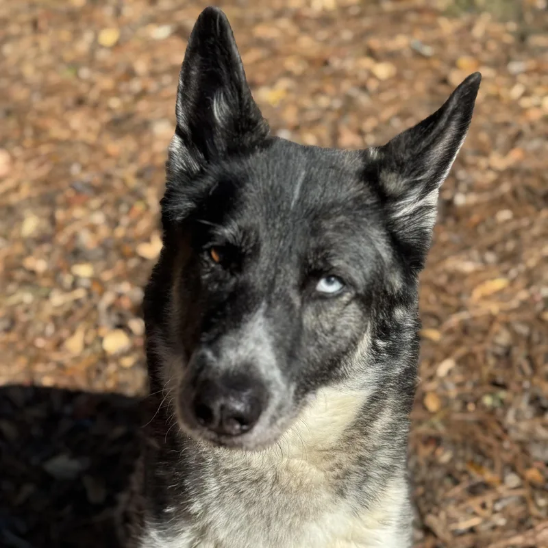 Penelope thumbnail 4