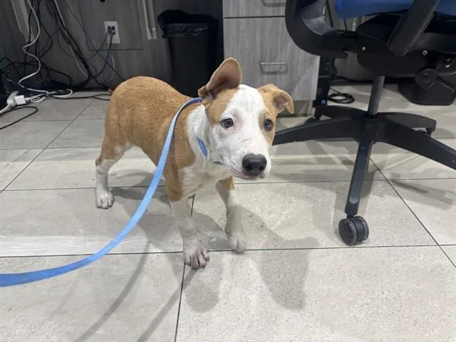 A baby small-sized female Pit Bull Terrier dog named Fanny for adoption in Garland, TX