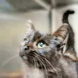 A young medium-sized male Black Domestic Short Hair cat named Rune for adoption in Portsmouth, OH