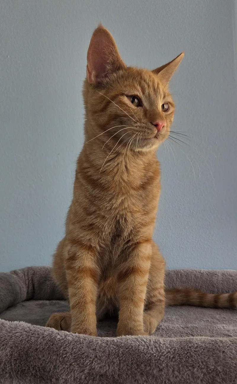 A young medium-sized male Orange / Red Tabby cat named Vinnie for adoption in Mesquite, NV