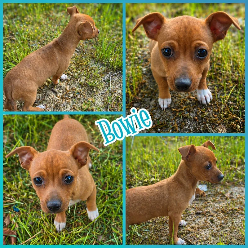 Bowie