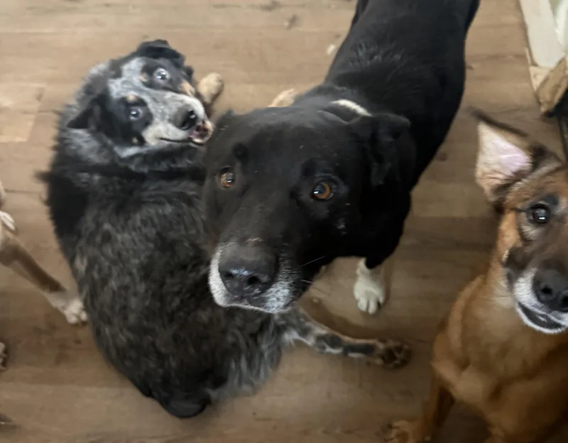 An adult medium-sized male Border Collie dog named Pepsi for adoption in Woodland Hills, CA