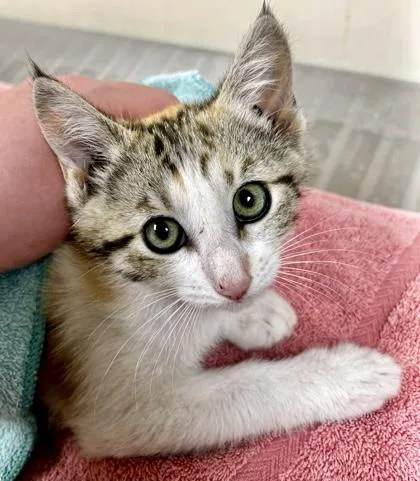A baby small-sized female Domestic Short Hair cat named Cacio e Pepe for adoption in Burlington, WA