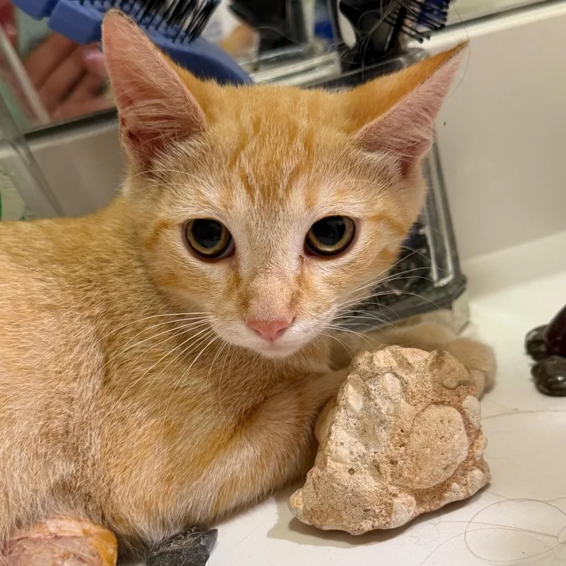 A young medium-sized female American Shorthair cat named Fera Faucett for adoption in mount vernon, AR