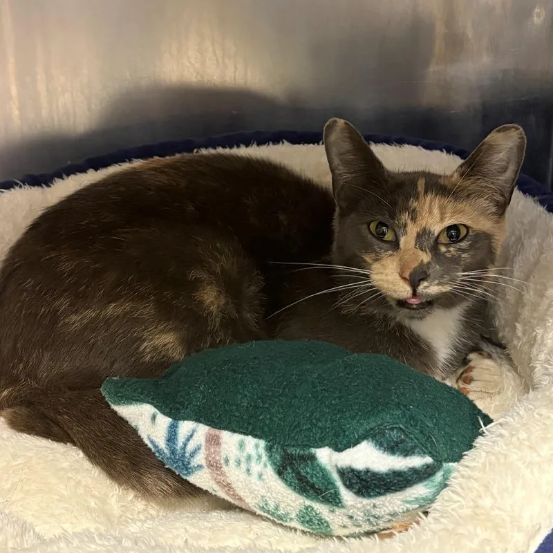 An adult small-sized female Calico Domestic Short Hair cat named Vivi for adoption in Chehalis, WA