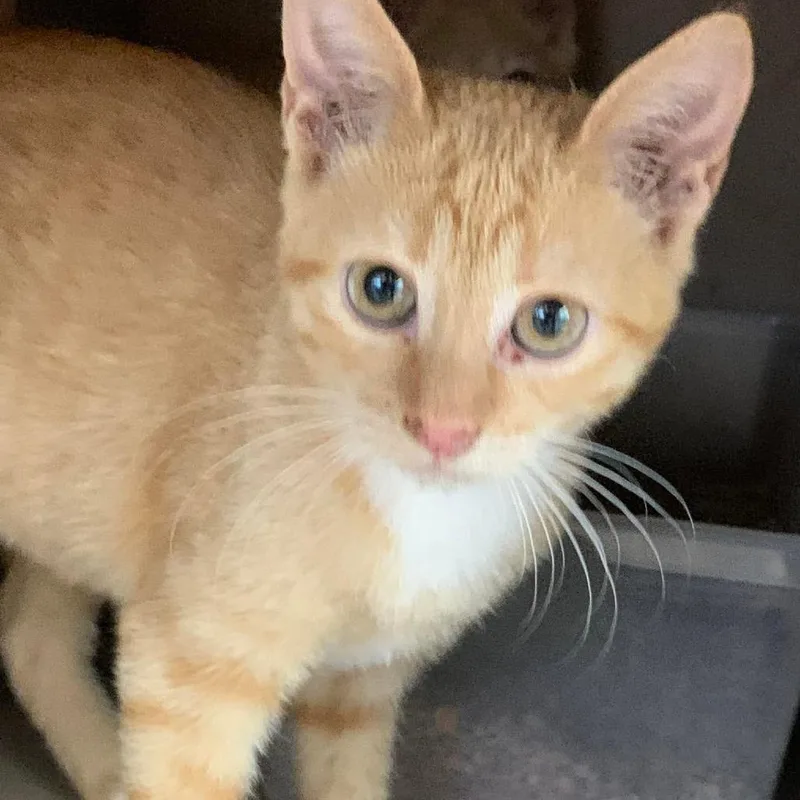 A baby small-sized female Orange / Red Domestic Short Hair cat named Maxine for adoption in Cleveland, MS