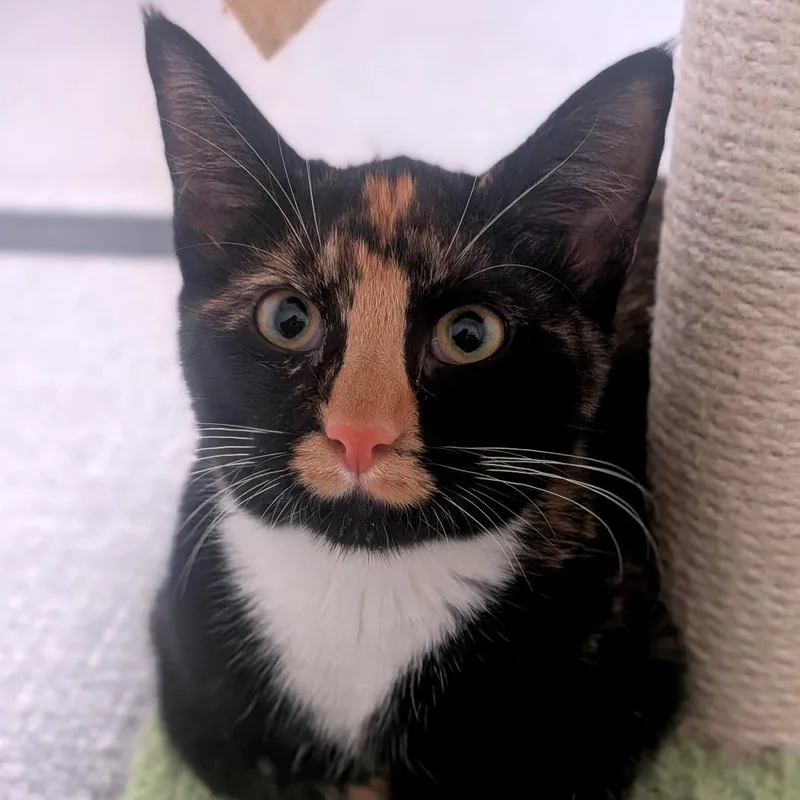 An adult small-sized female Calico Domestic Short Hair cat named Beanie for adoption in Brownsboro, AL