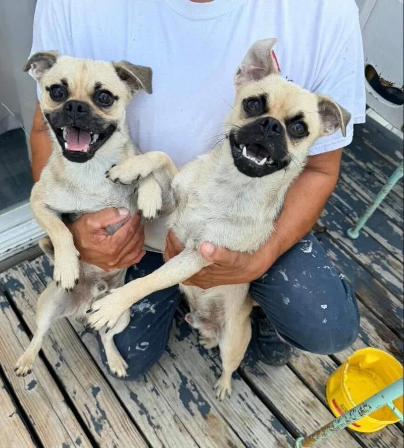 A young small-sized male Pug dog named Daxton for adoption in Dallas, TX