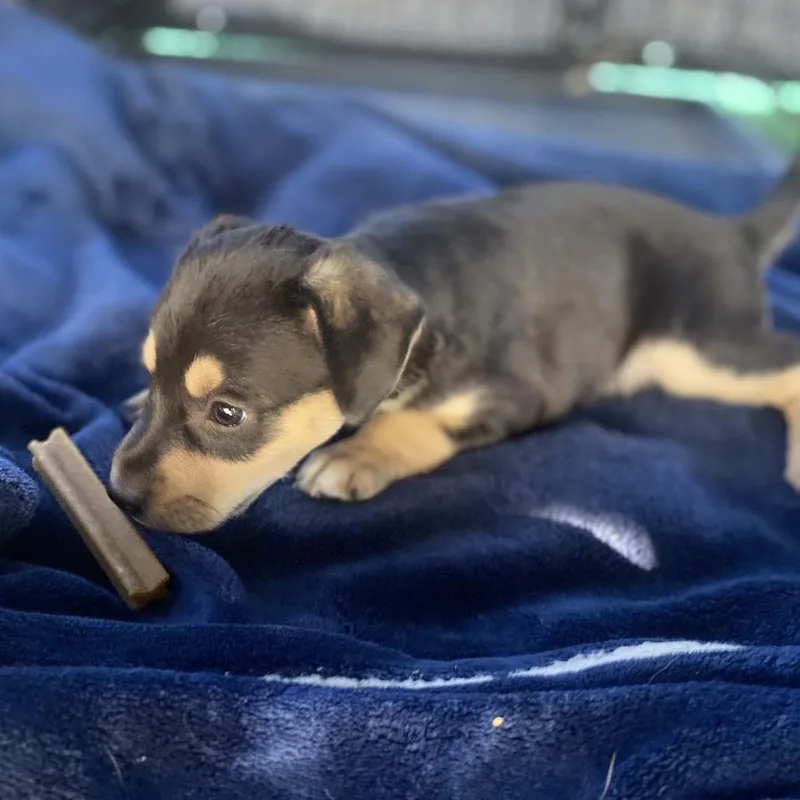 A baby medium-sized female Black Labrador Retriever dog named Scoop for adoption in Escondido, CA