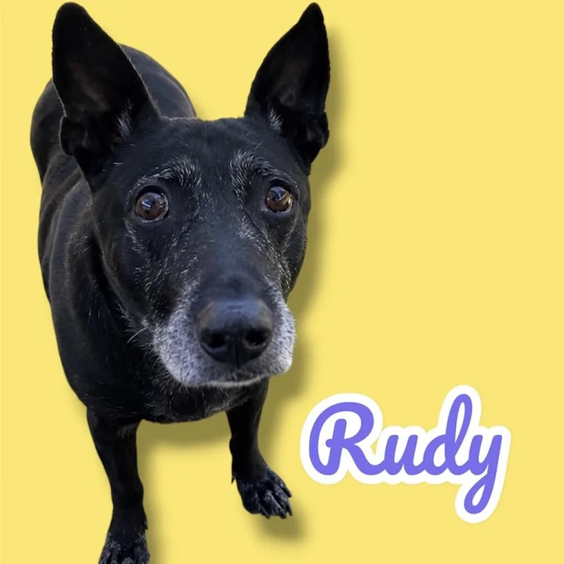 A senior medium-sized male Black Mixed Breed dog named Rudy for adoption in Scottsdale, AZ