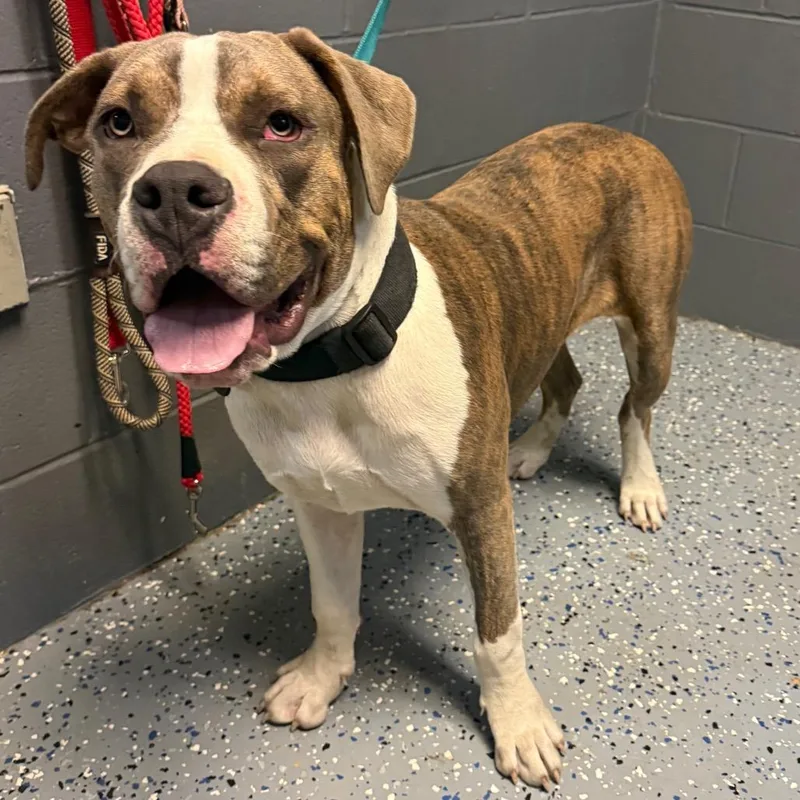 A young large-sized male Brindle Mastiff dog named TUSCStray for adoption in Tuscaloosa, AL