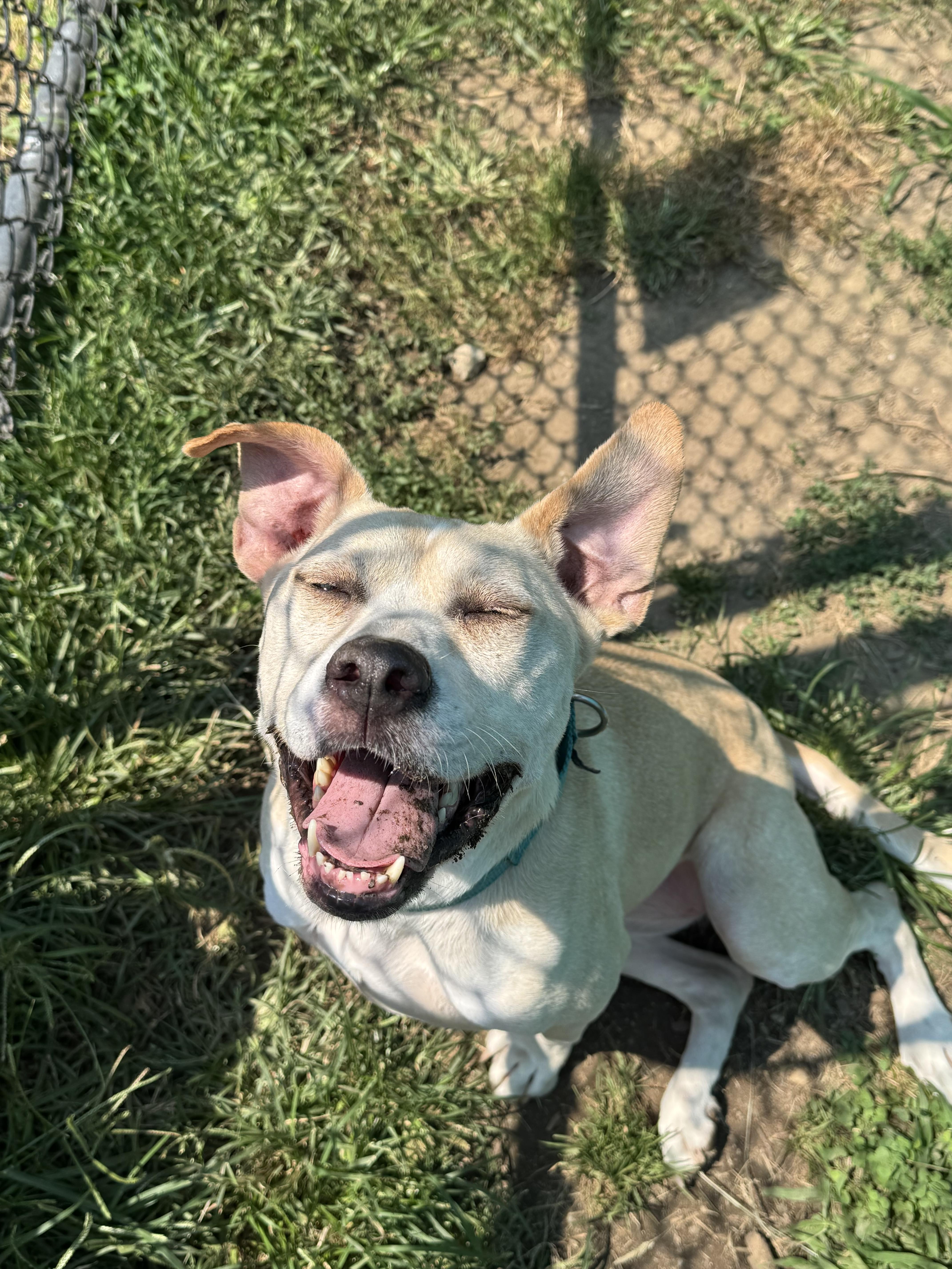 An adult medium-sized female Terrier dog named Honey for adoption in Southold, NY