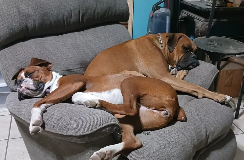 An adult medium-sized female Boxer dog named Missy II for adoption in Hewitt, TX