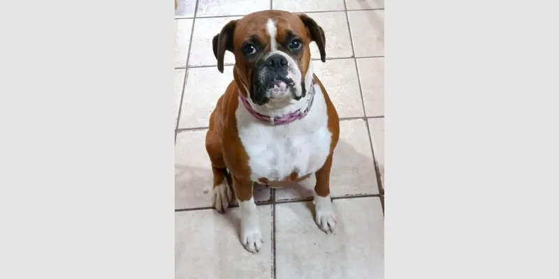 Missy II thumbnail 2
