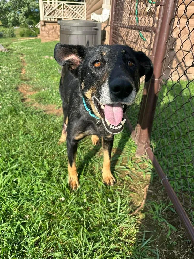 An adult large-sized female Brown / Chocolate Shepherd dog named Pinky for adoption in Middletown, CT