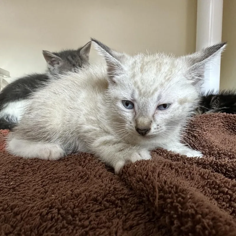 A baby small-sized male Cream / Ivory Siamese cat named Thingamajig for adoption in Hinesville, GA