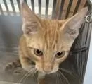 A baby small-sized male Domestic Short Hair cat named Pafford for adoption in West Memphis, AR