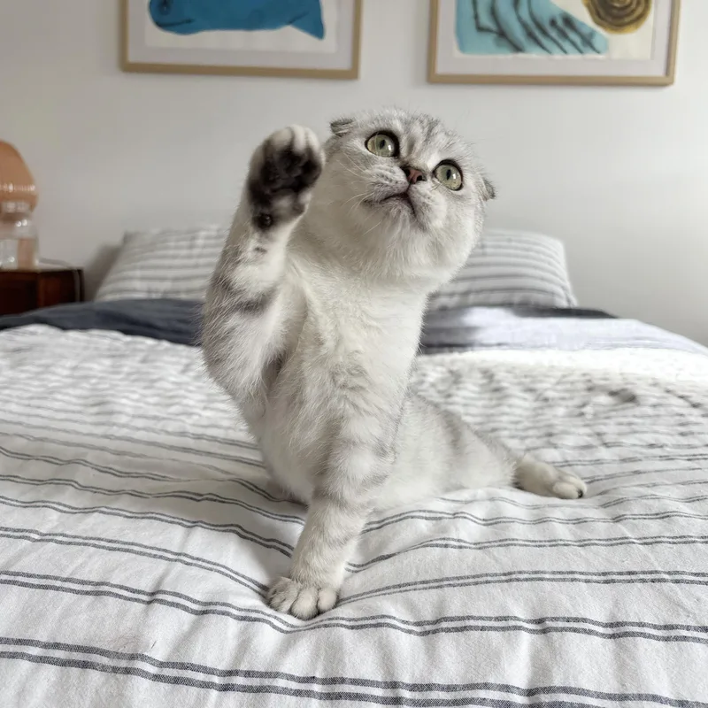 A baby medium-sized male Tabby (Gray / Blue / Silver) Scottish Fold cat named Deimos for adoption in BROOKLYN, NY
