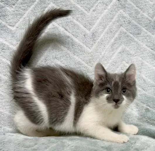 A young medium-sized male Gray & White Domestic Short Hair cat named Stevie for adoption in Miller Beach, IN