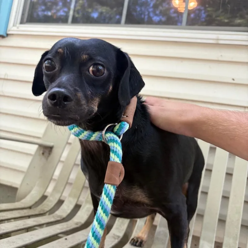 An adult medium-sized female Black Chihuahua dog named Luna for adoption in Belleville, IL