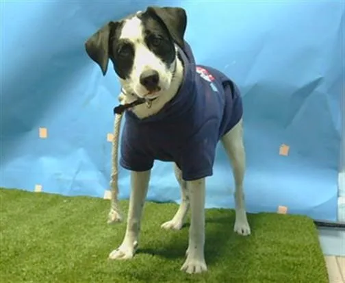 A young medium-sized male Beagle dog named Spot for adoption in Downey, CA
