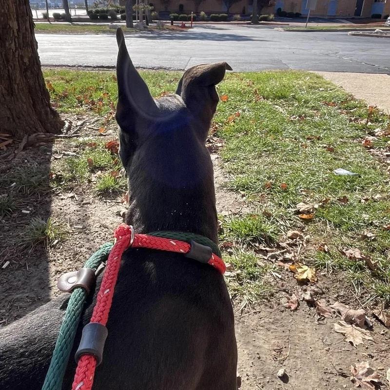 Phil Of The Future thumbnail 2