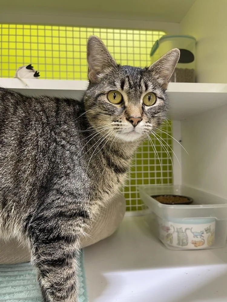 Brownie Sundae thumbnail 2