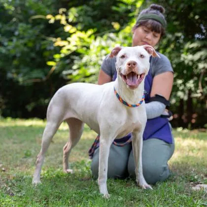 An adult large-sized female Mixed Breed dog named Flower Crown for adoption in Chamblee, GA