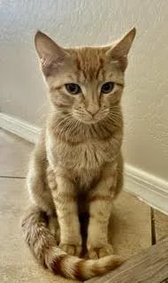 A young medium-sized female Orange / Red Domestic Short Hair cat named Ketamine for adoption in Phoenix, AZ