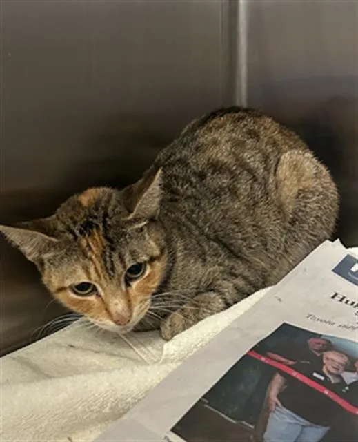A young medium-sized female Domestic Short Hair cat named Jesse for adoption in Dallas, TX