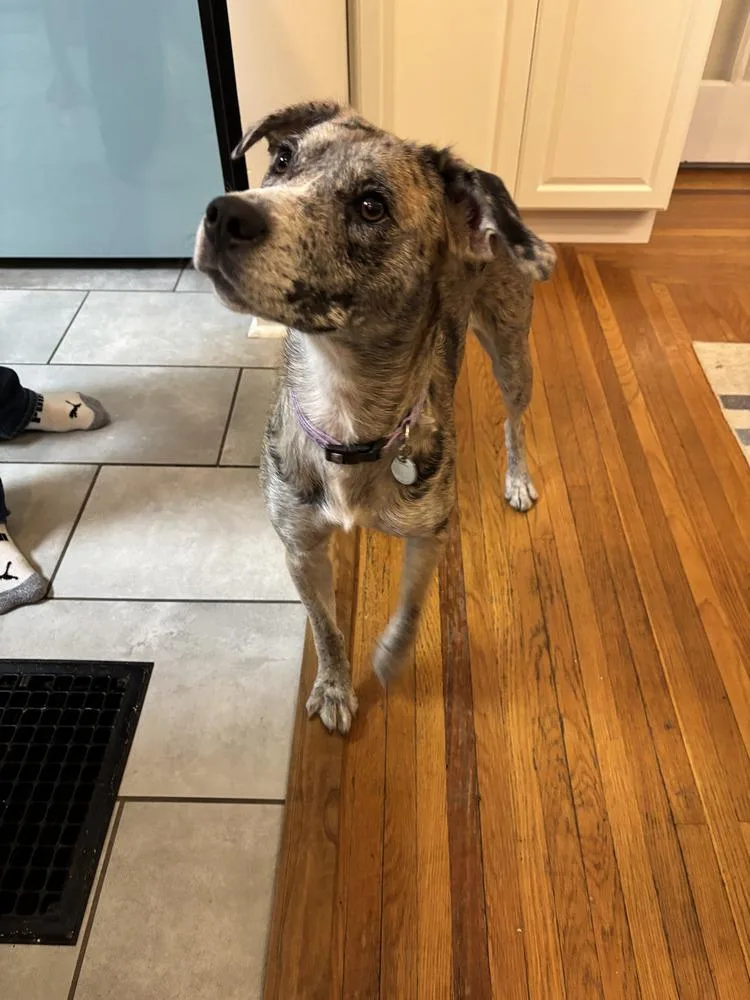 Ladybird thumbnail 2