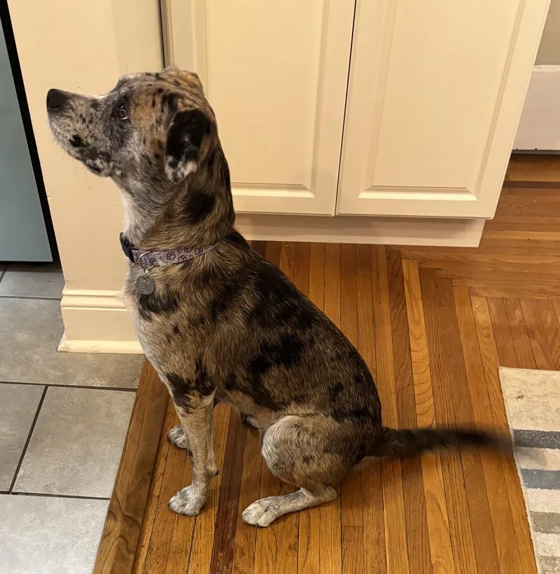 Ladybird thumbnail 5