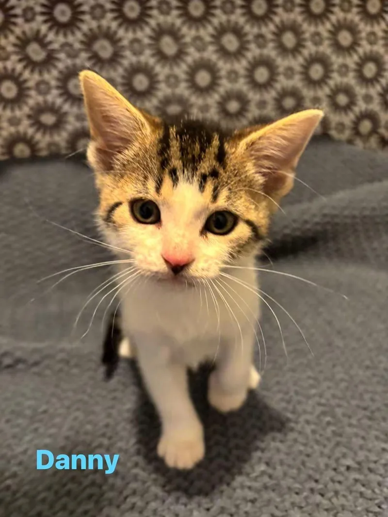 A baby medium-sized male Domestic Short Hair cat named Danny for adoption in Macomb, MI