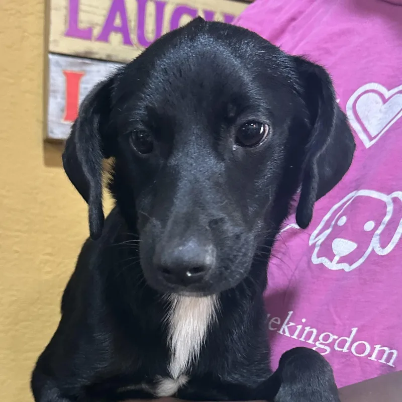 A baby medium-sized male Black Labrador Retriever dog named Lavender Local October for adoption in Brookshire, TX