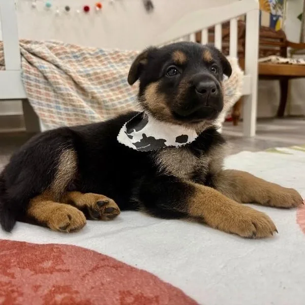 A baby large-sized male Black German Shepherd Dog dog named Davey Jacob Broadway for adoption in Friendswood, TX