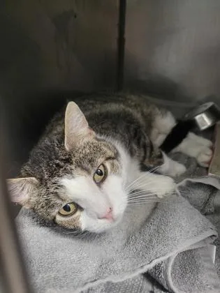An adult medium-sized female Domestic Short Hair cat named Gumdrop for adoption in Fishers, IN
