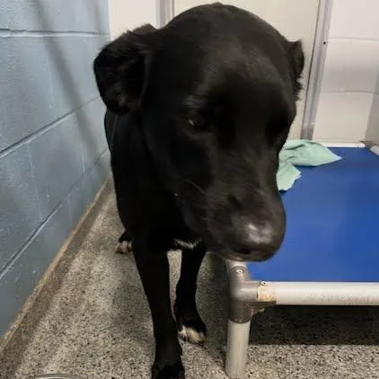 An adult medium-sized male Black Mixed Breed dog named Storm for adoption in Jeffersonville, IN