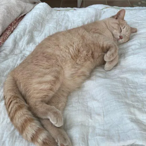 An adult medium-sized male Tabby (Buff / Tan / Fawn) Domestic Short Hair cat named Tommy Tiger for adoption in Fishers, IN