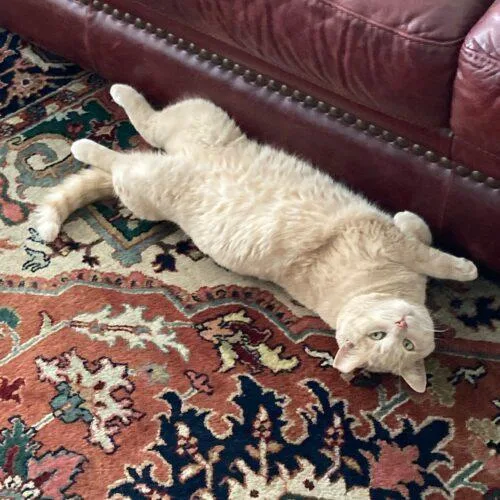 Tommy Tiger thumbnail 2