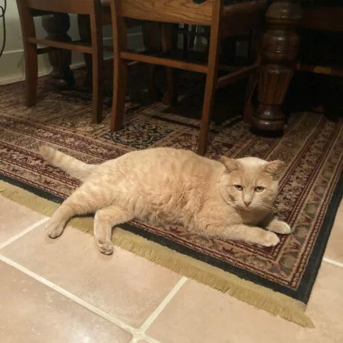 Tommy Tiger thumbnail 3