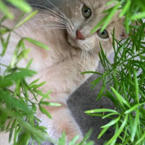 Tommy Tiger thumbnail 4