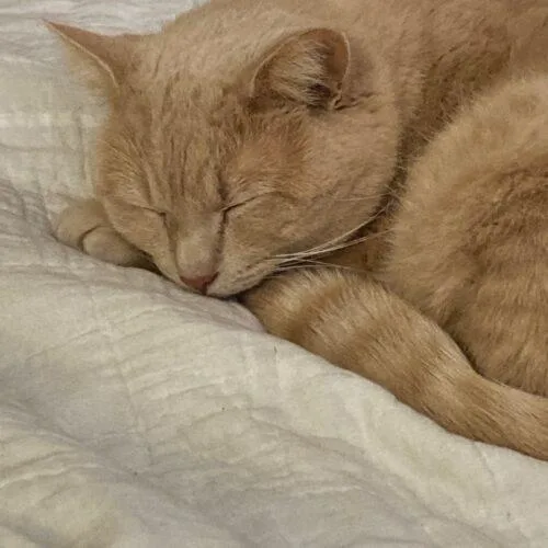 Tommy Tiger thumbnail 5