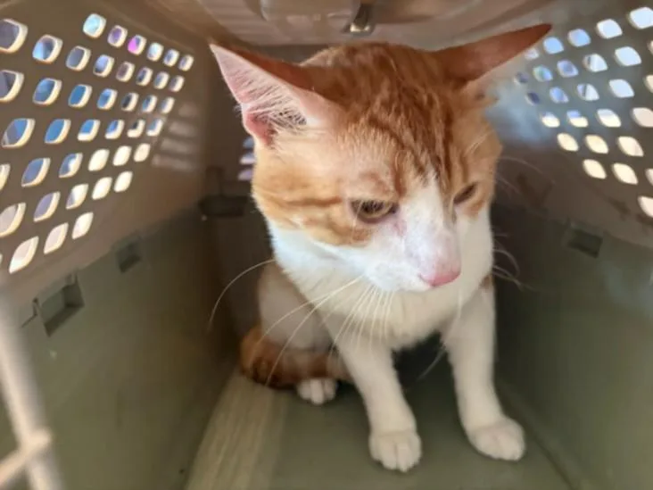 A young large-sized male Domestic Short Hair cat named Merlin for adoption in Chatsworth, CA