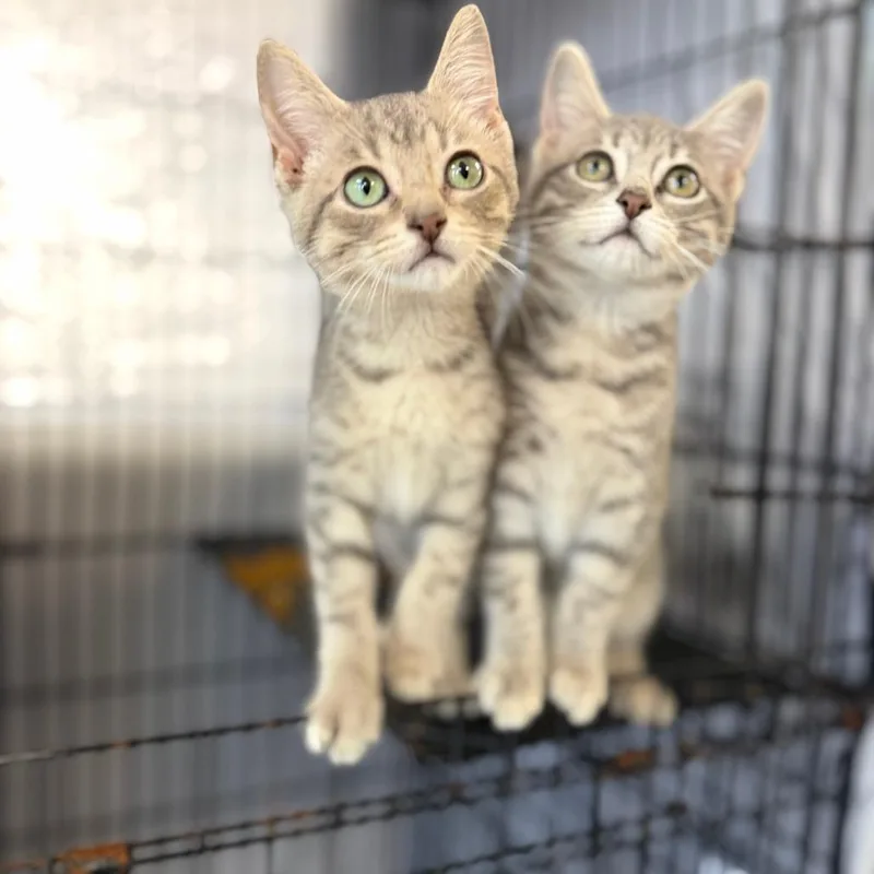 A baby small-sized female Gray / Blue / Silver Domestic Short Hair cat named Kristen Doute for adoption in Chippewa Falls, WI