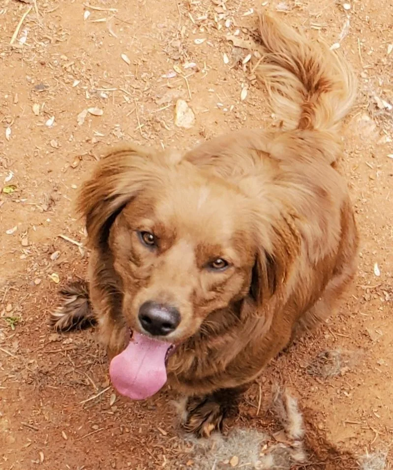 A young medium-sized male Red / Chestnut / Orange Golden Retriever dog named Frederick for adoption in Troy, VA